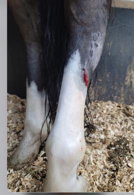 $5000 Surgery Avoided 1