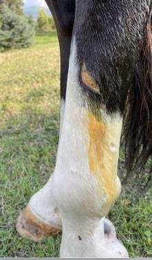 $5000 Surgery Avoided 2